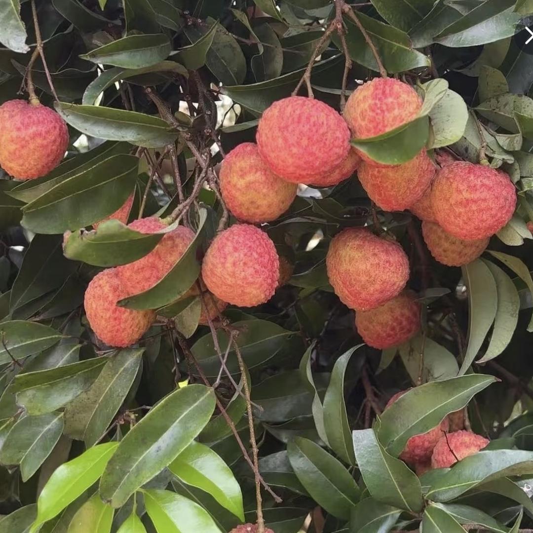 贤哥鲜果