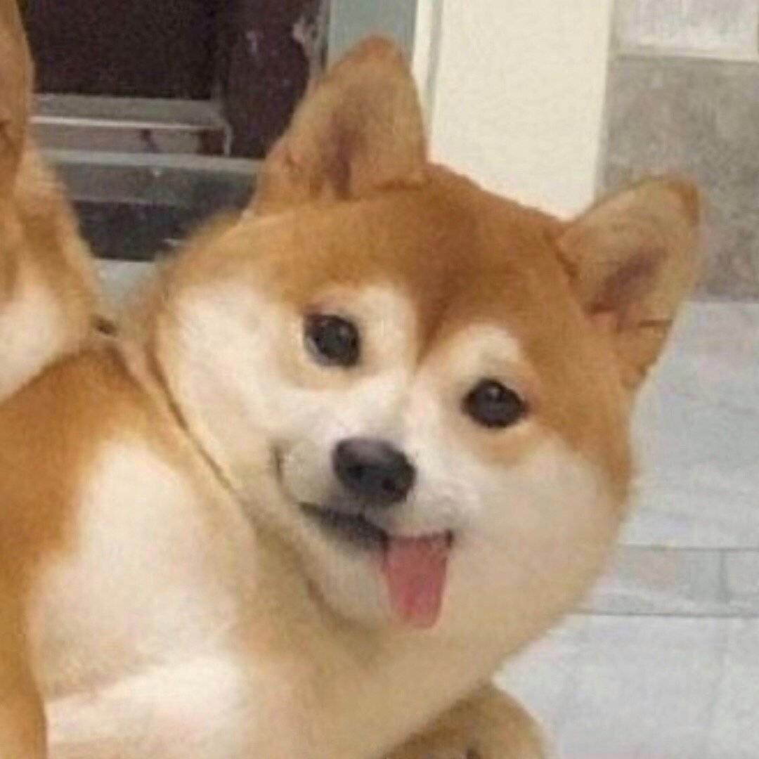 是一只粉丝呀
