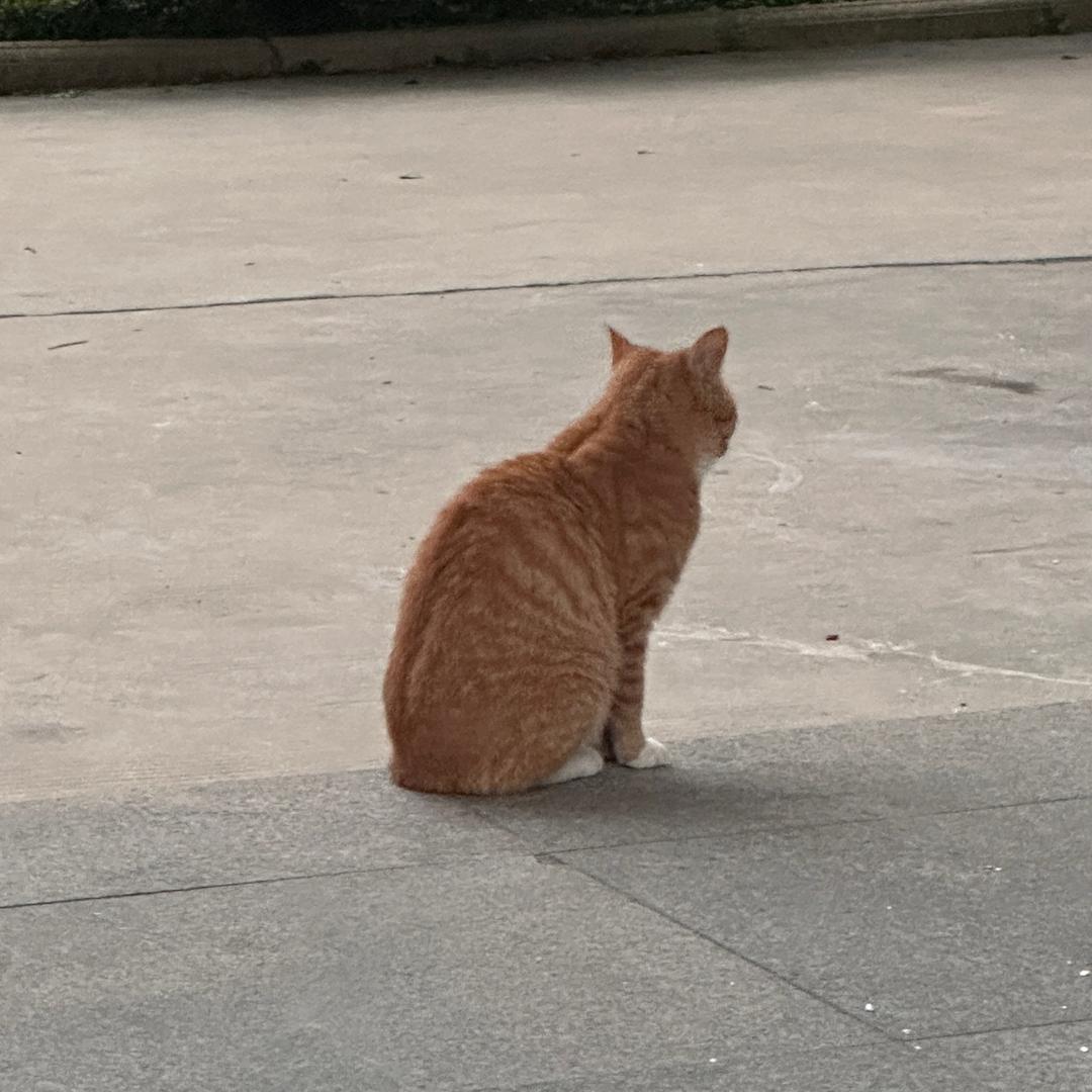 俺学校的传声筒