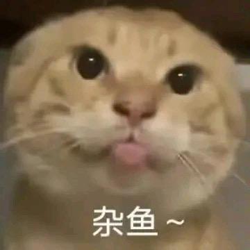 猫🐱