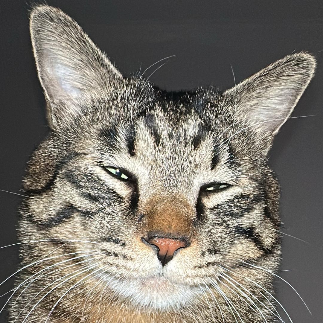 俩只猫的铲屎官