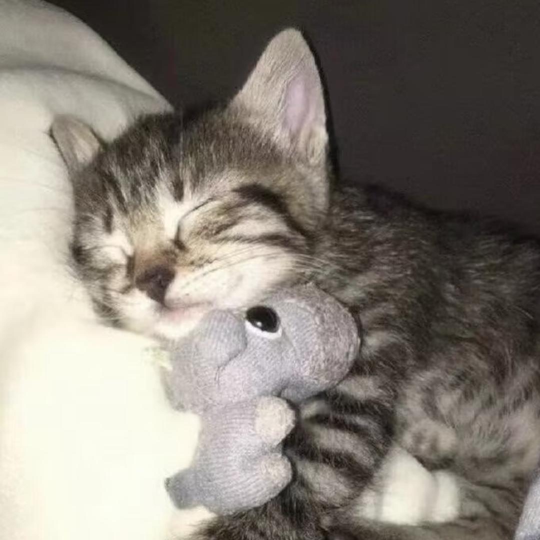 Pupiio