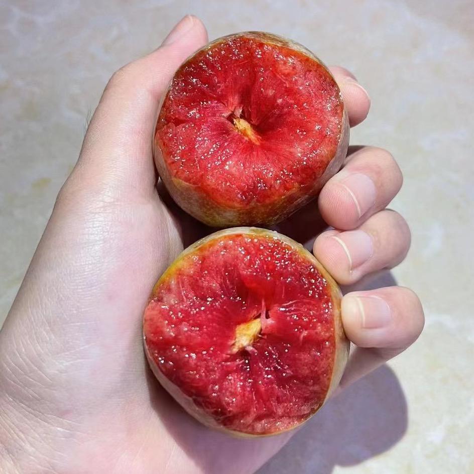 嵊州桃形李采摘基地