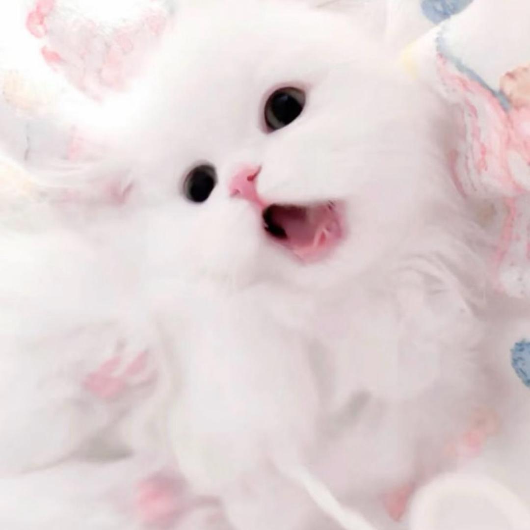 猫爪