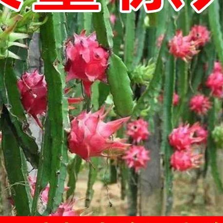 景苑家居绿植