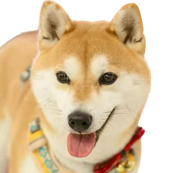 呆呆学长