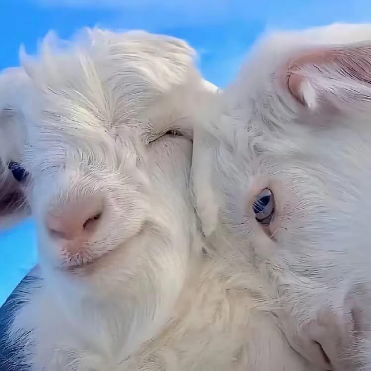 该来了🐑