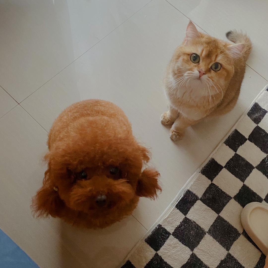 养猫养狗杨女士