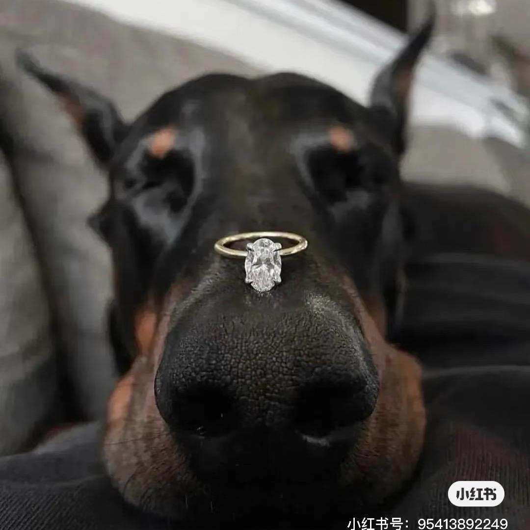 blackdognnn