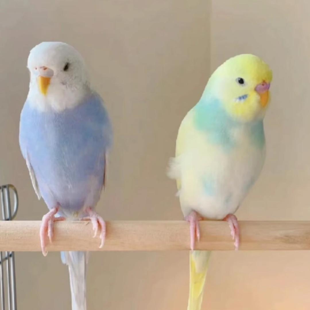 鹉灵萌主 手养鹦鹉