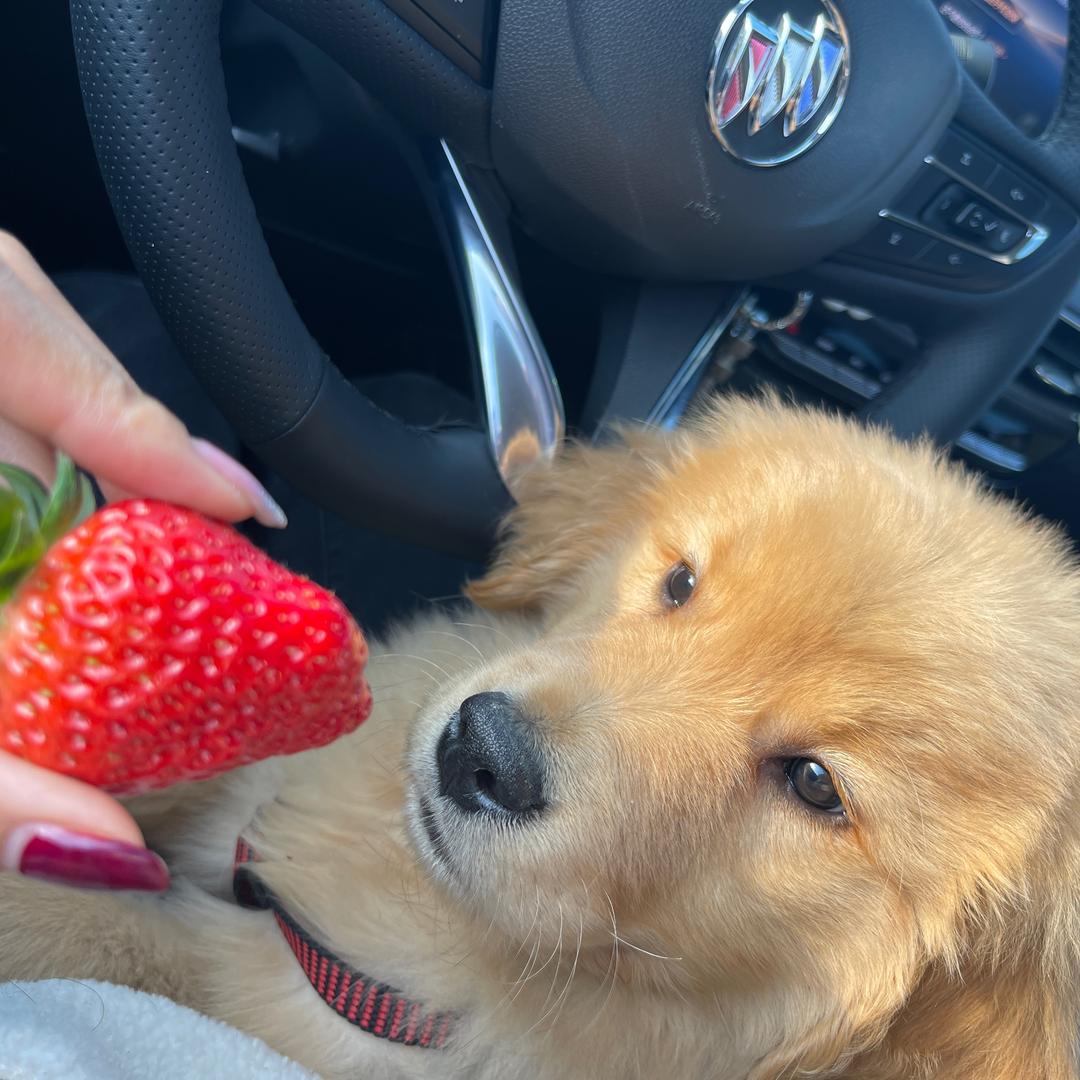 是金毛福崽耶～