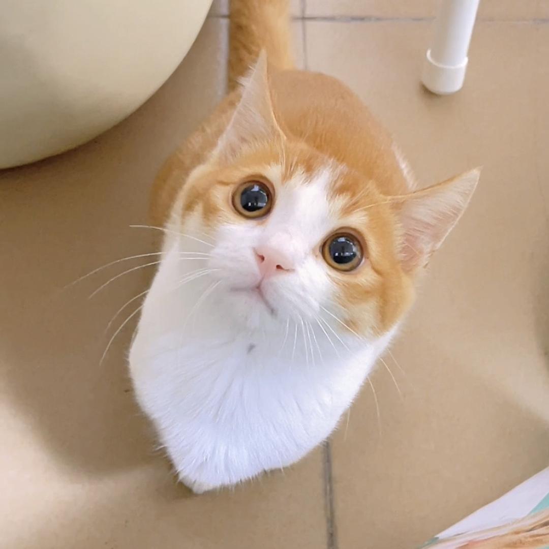 是丘丘吗