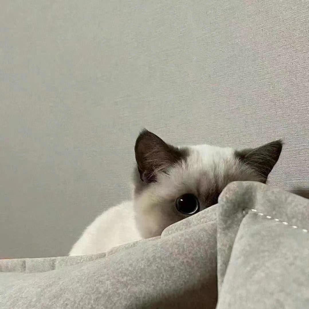 猫走远了