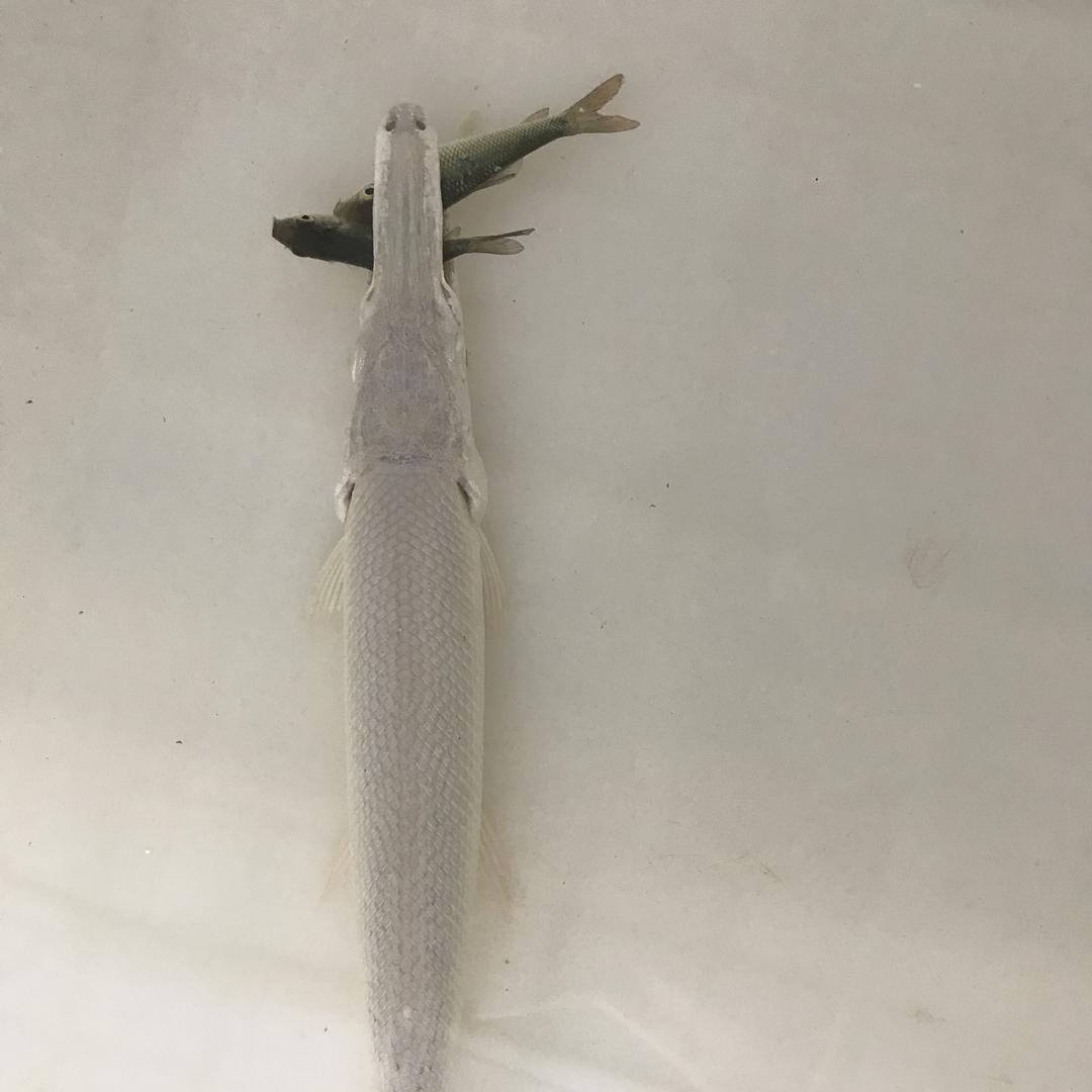 醒记 猛鱼养殖