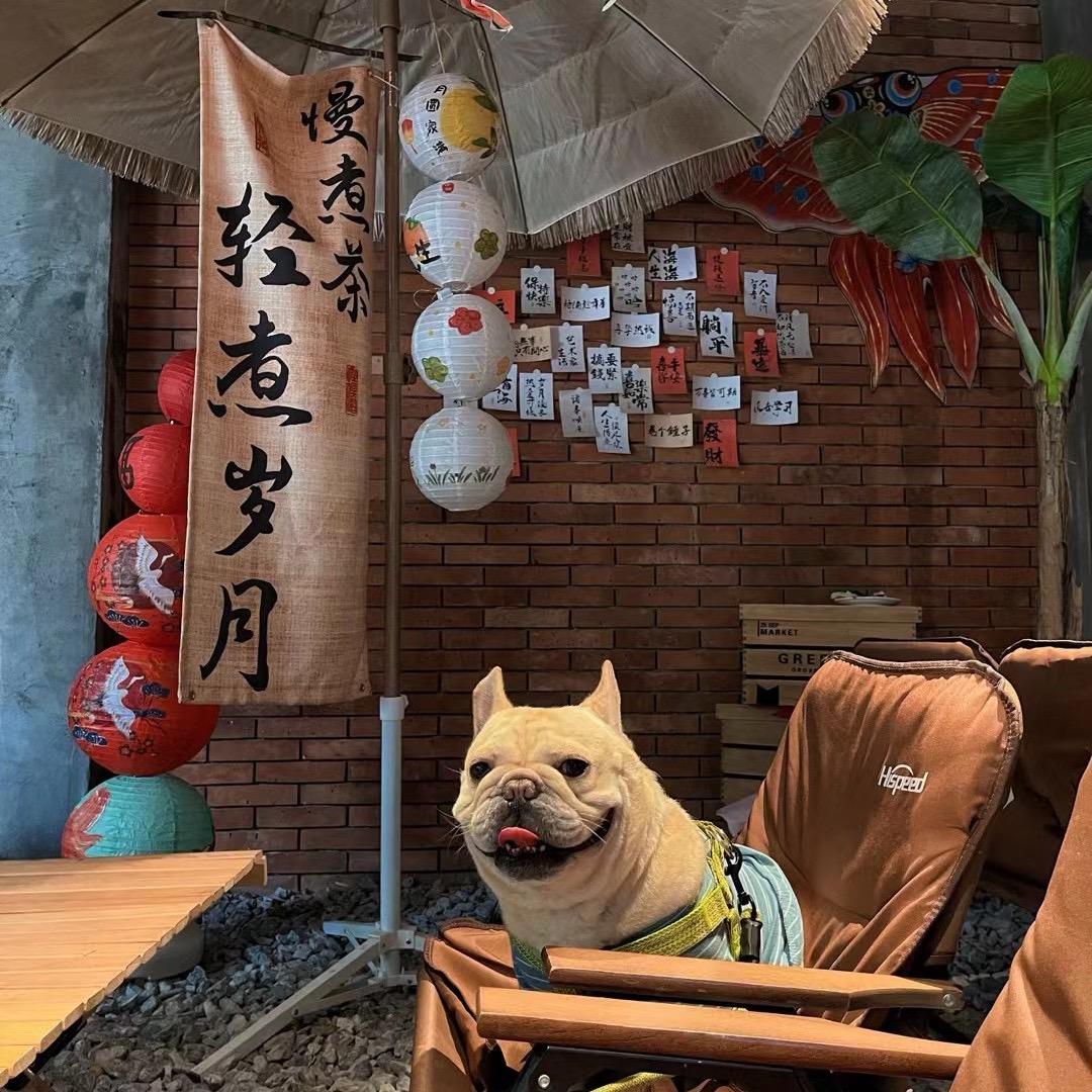 轰炸鸡🍗