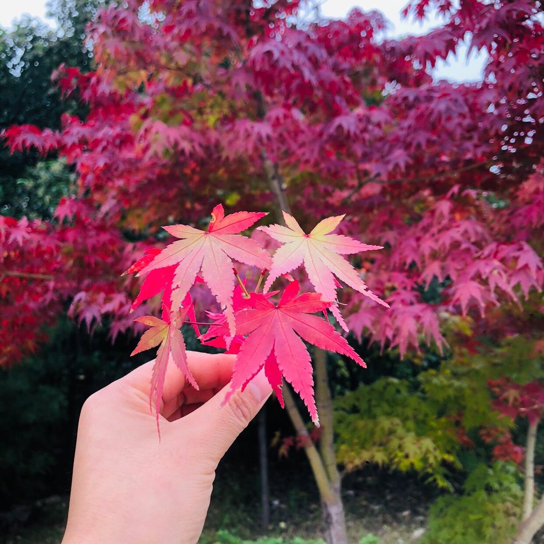 落落