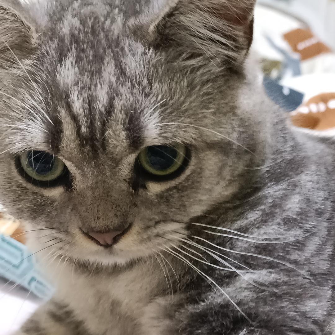 白小纯是只猫