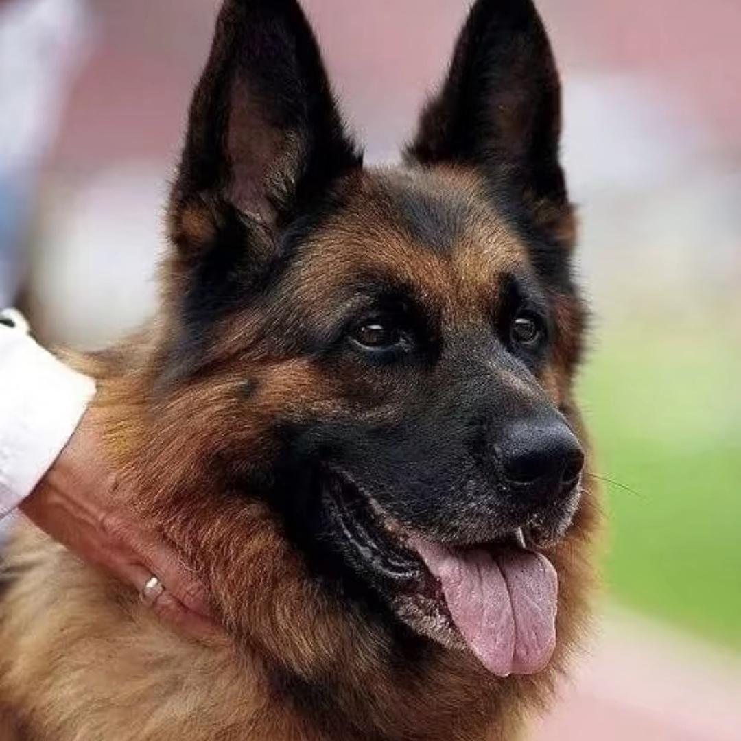 合作市智忠犬业