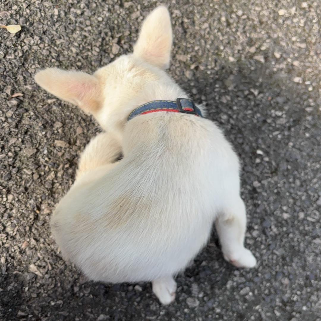 🧽