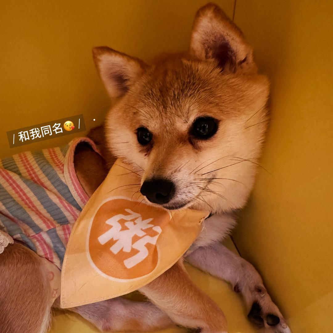 炸鱼鱼啊
