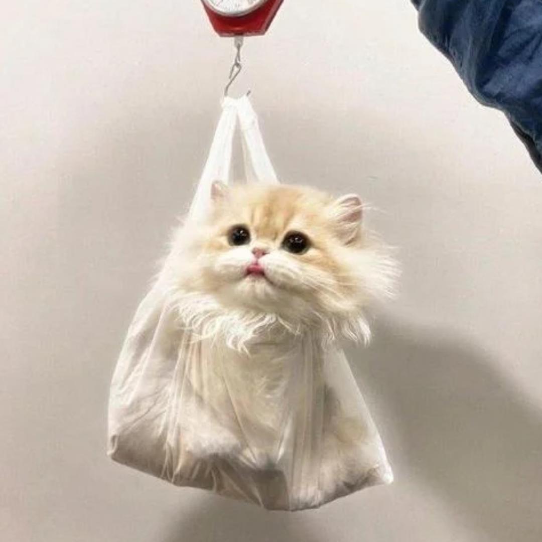 辣猫