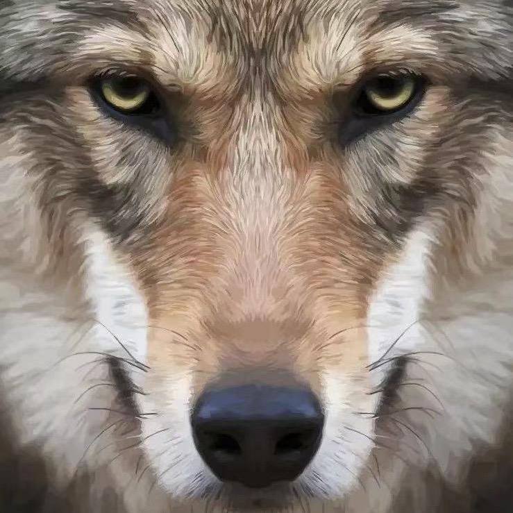 狼犬日记