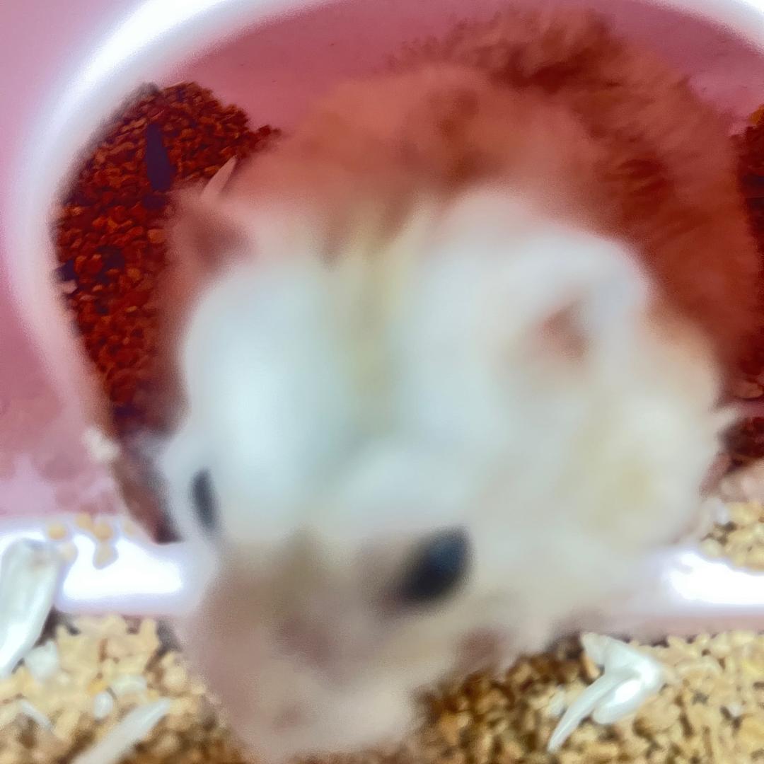 鼠鼠得吃了