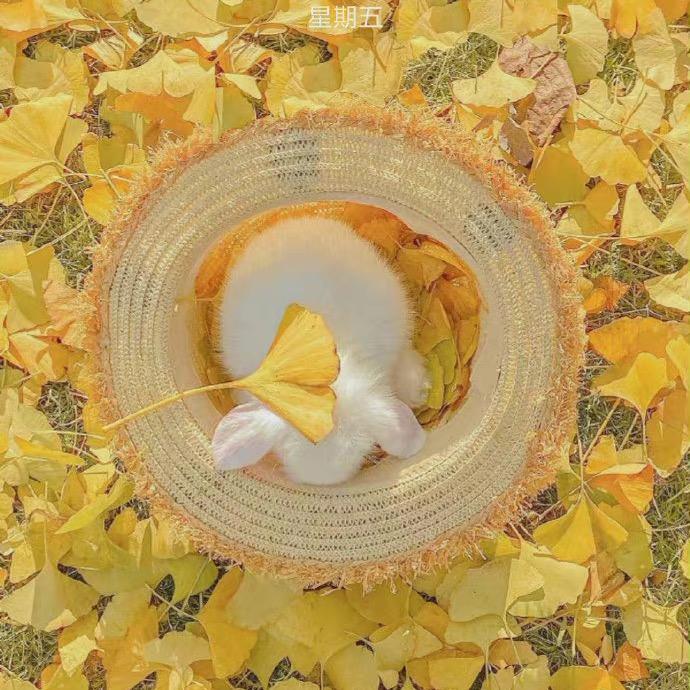 小象种花