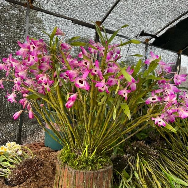 乡妹#石斛花卉#