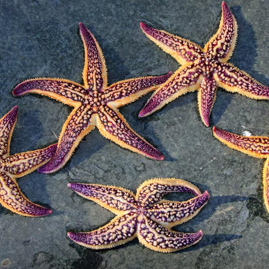 小卡拉米海边生活