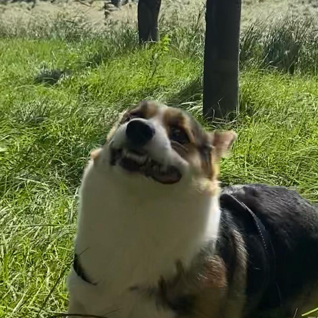 黑凤梨的幸福生活