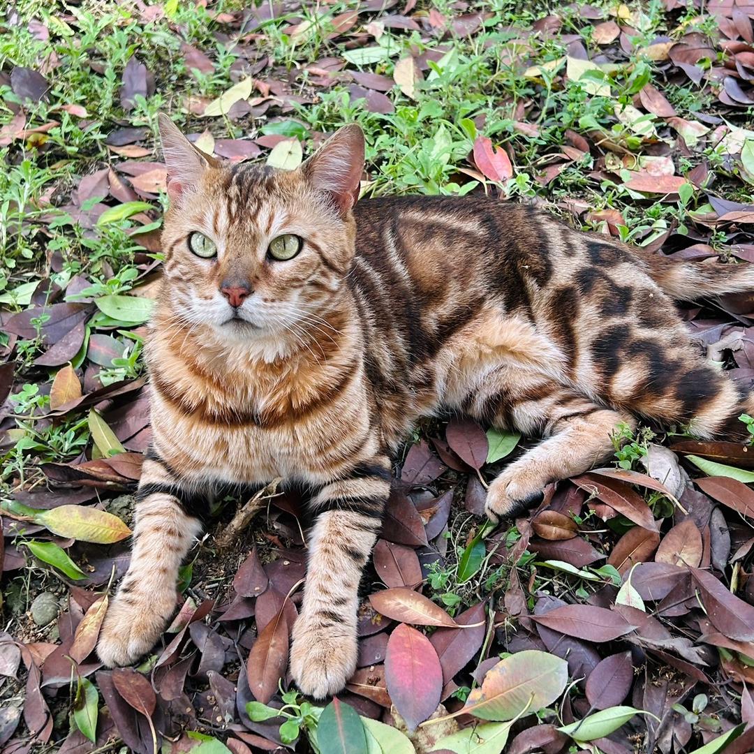 谷城万元寻猫（夏天快回家）