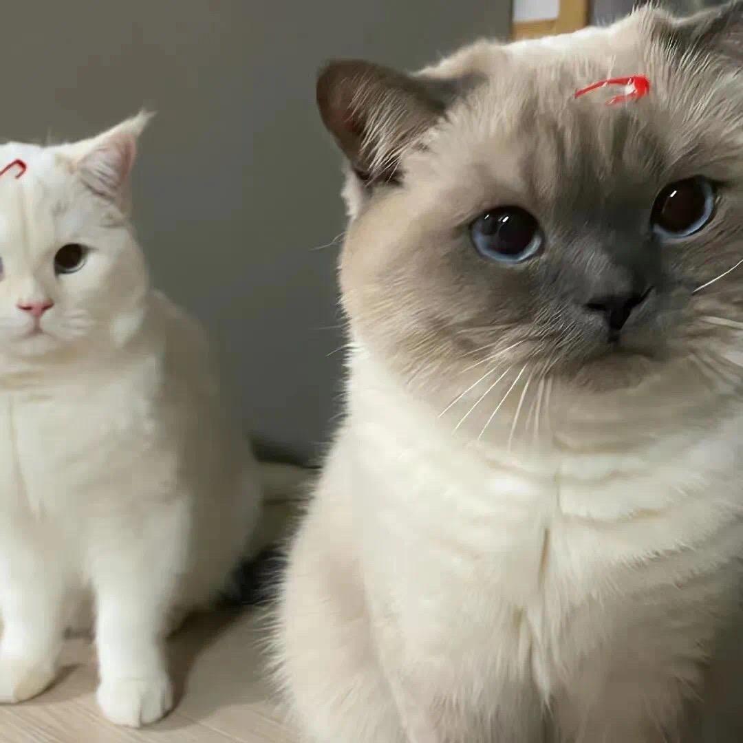 🌈痴迷