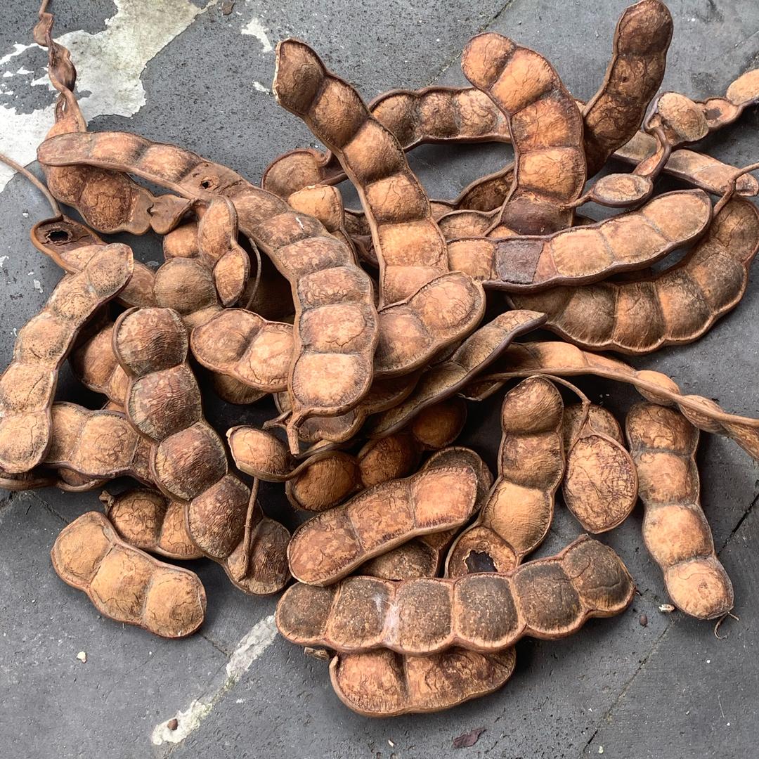 云南大豆荚