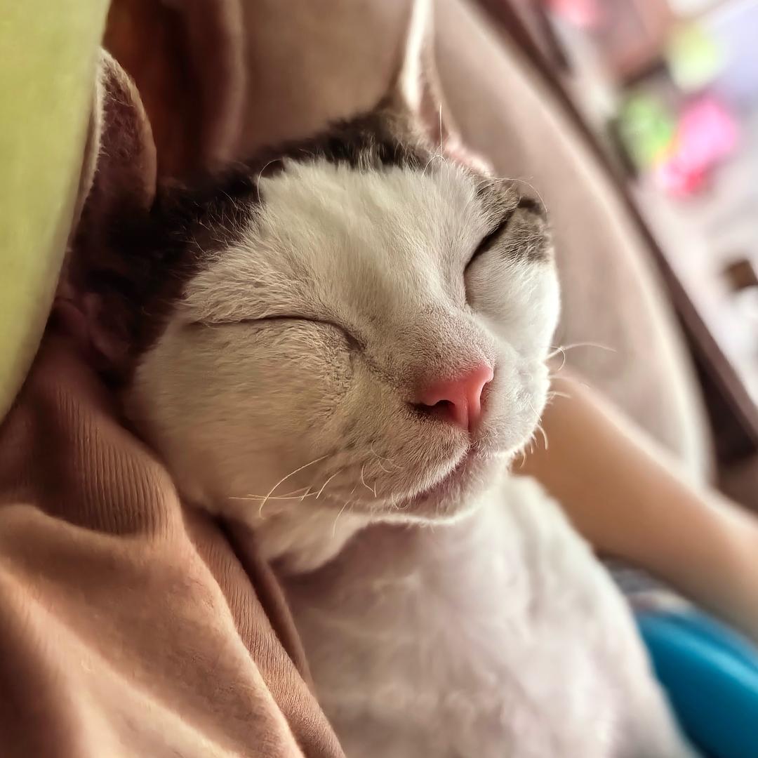 转角 遇见奥利奥