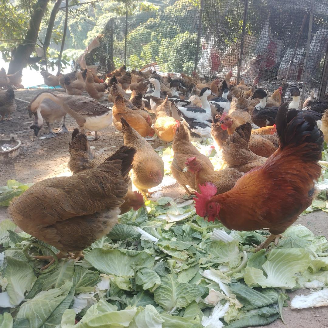 深圳果园鸡散养土鸡