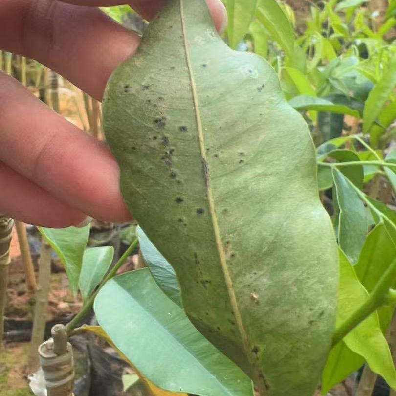 博源海南虎斑2号基地