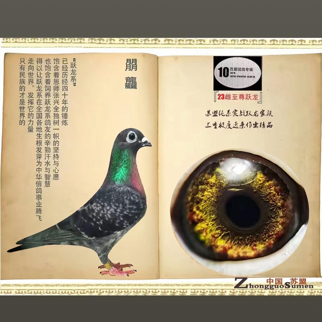 跃龙🇨🇳闪电侠