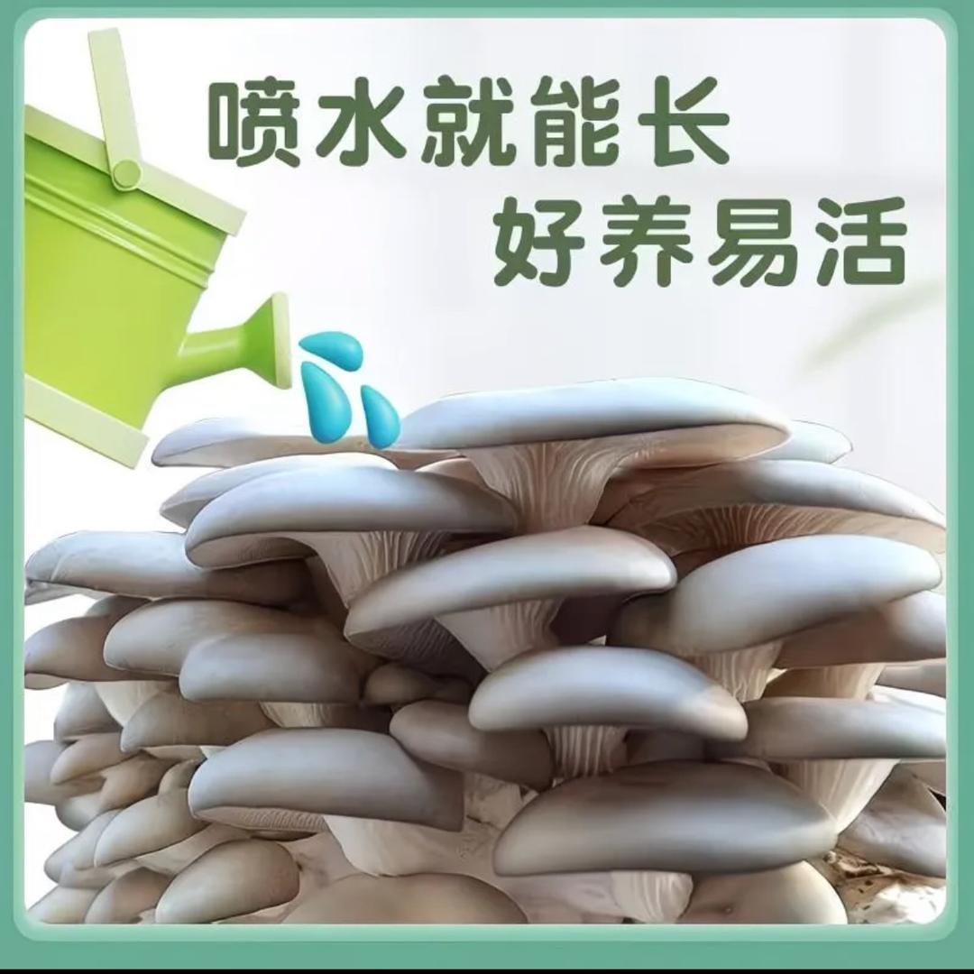 河南蘑菇菌包生产基地