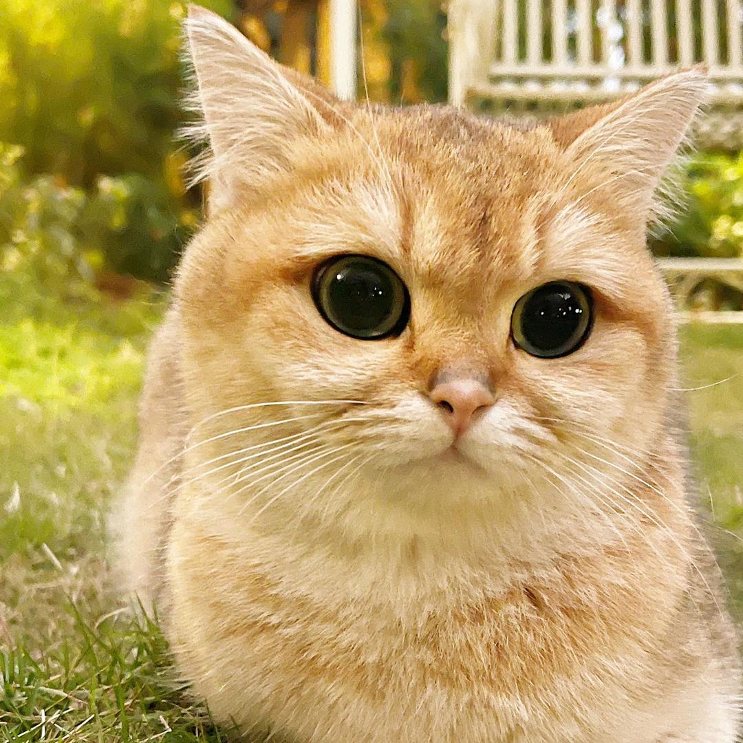 金猫卷卷