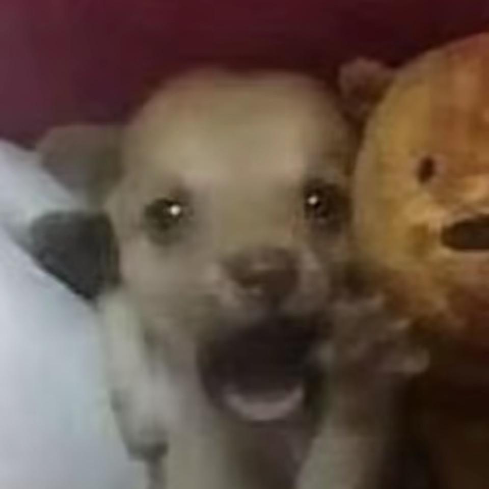 转移脂肪给健身房所有低体脂小哥变成脂包脂