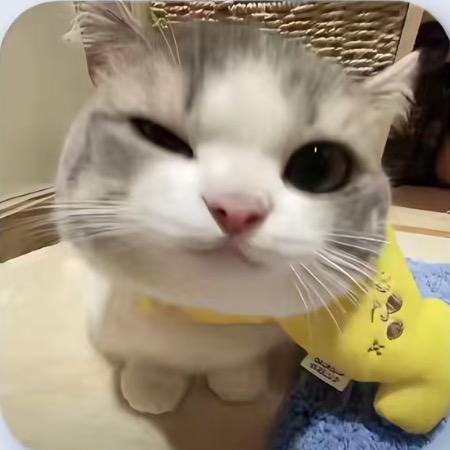 猫咪爱吃鱼🐈
