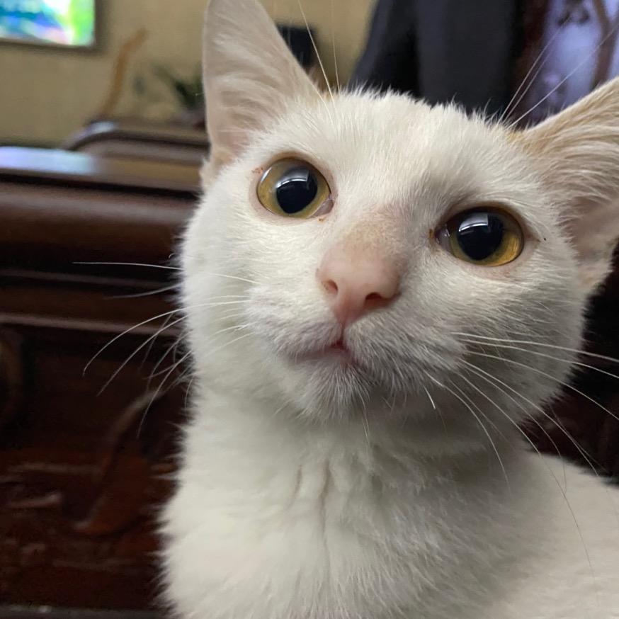 Hi