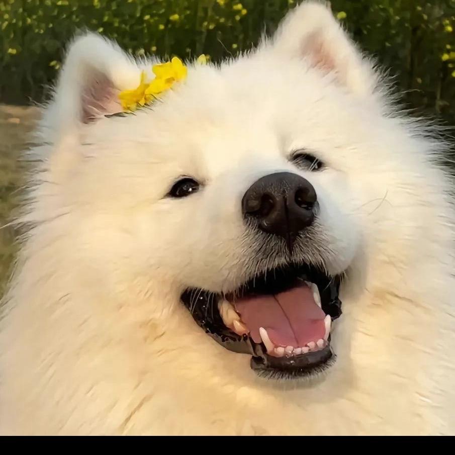 洛阳三哥宠物犬舍一手养护实拍