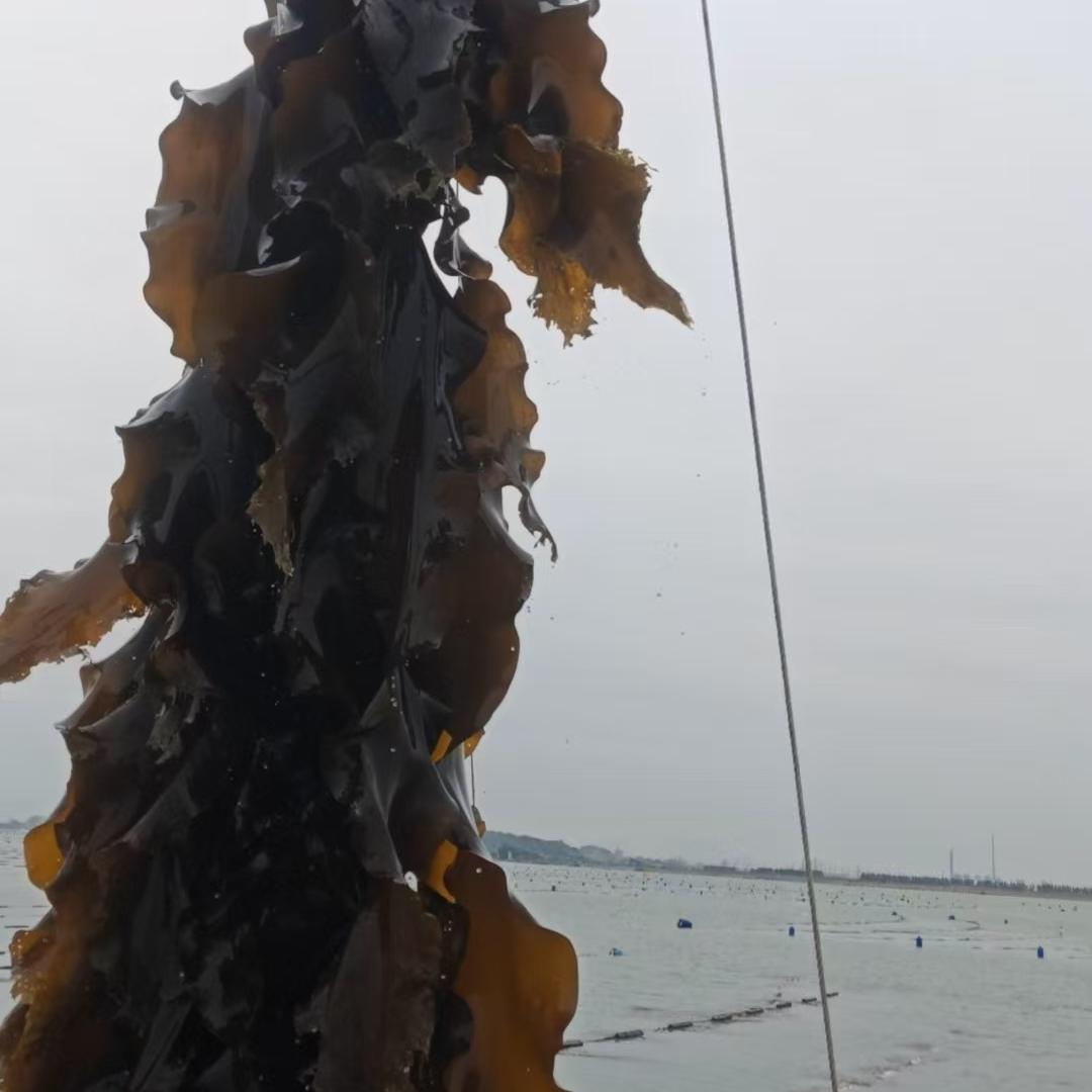 楠宇海带水产精选小铺