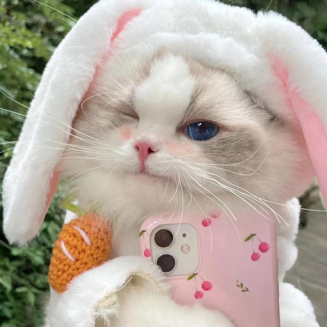 小困包张贝拉🐰