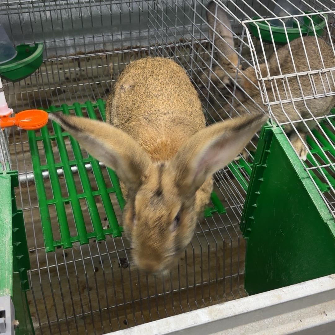 成安县慧达养殖场