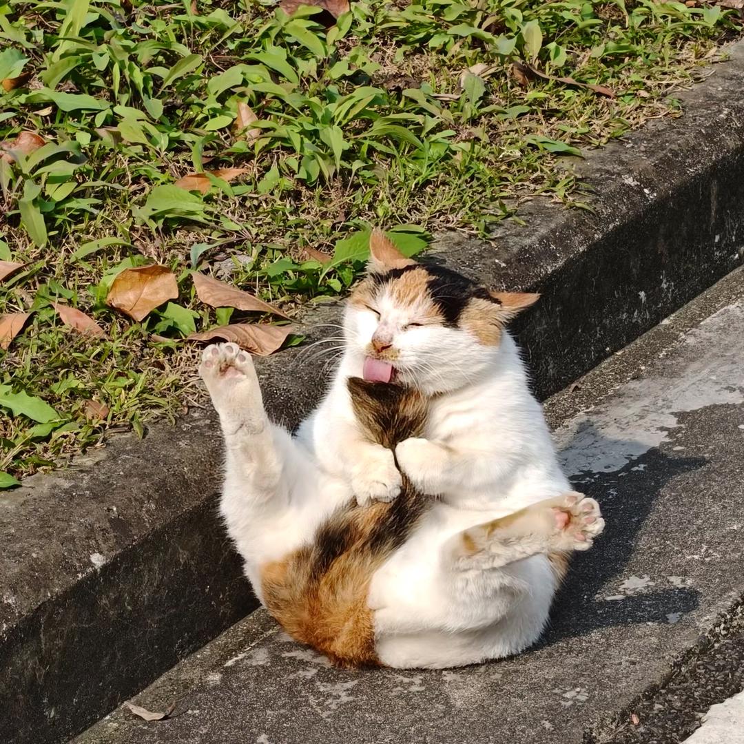 lu心虎