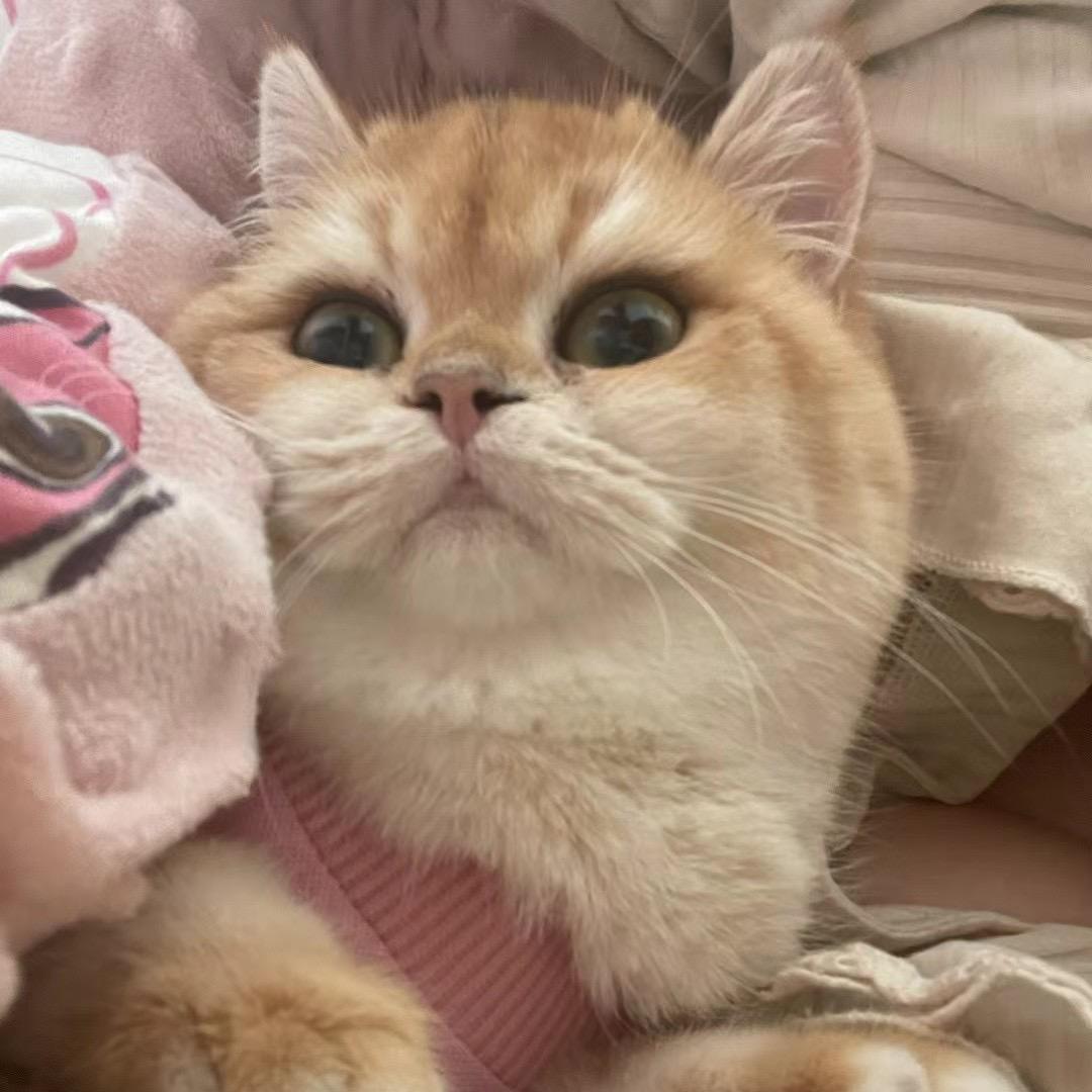 小宝是只银渐层