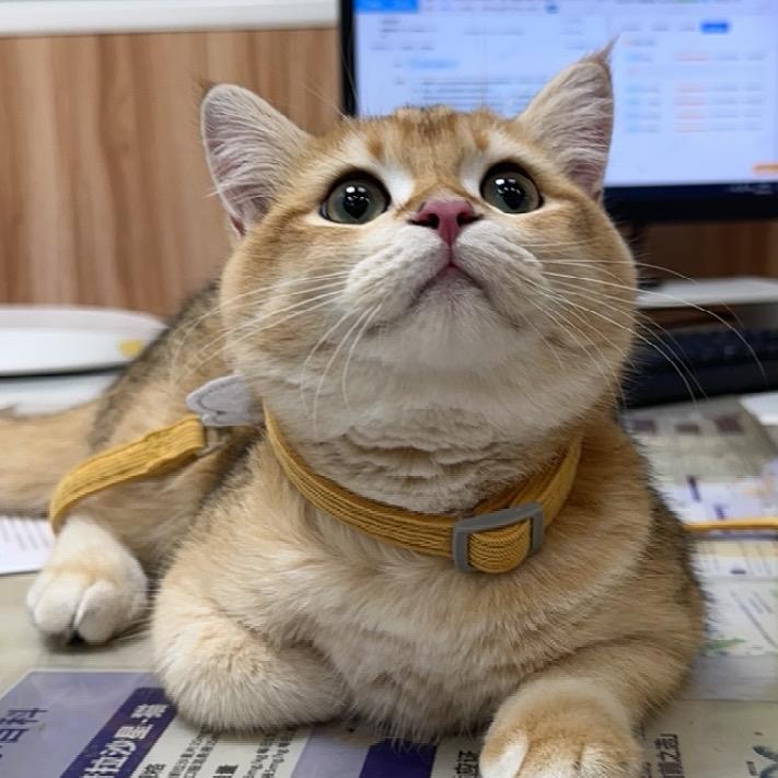 金宝来了~
